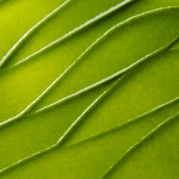 Kate Somerville ExfoliKate Intensive Exfoliating Treatment 15ml 6 Kate Somerville ExfoliKate Intensive Exfoliating Treatment 15ml - Image 4