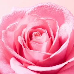 NUXE Very Rose Refreshing Toning Mist 200ml -Professional Care Product Stores 12601908 1654911449475252