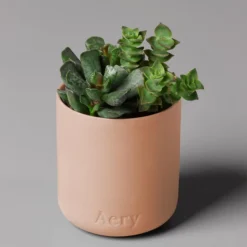 Aery Fernweh Candle - Aztec Tuberose -Professional Care Product Stores 13422301 2034905482808273