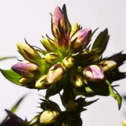 Rituals Savage Garden Reed Diffuser 450ml -Professional Care Product Stores 13895205 1055058749402844